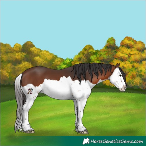 Horse Color:Brown Splash 