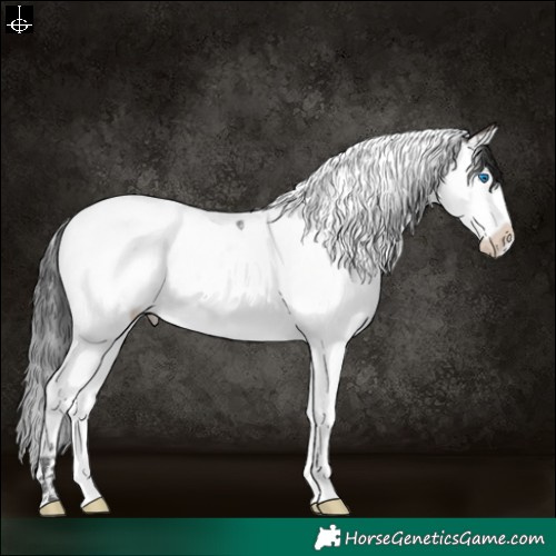 Horse Color:Bay Splash Tobiano 