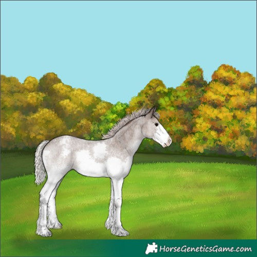 Horse Color:Silver Blue Roan Splash Varnish 