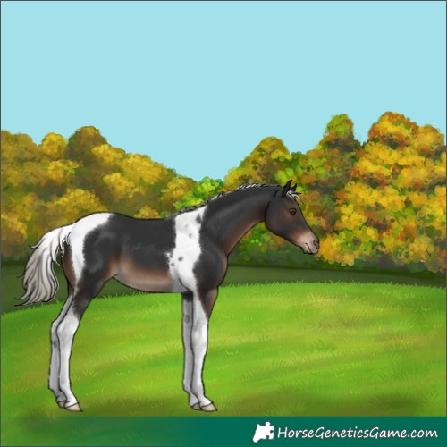 Horse Color:Liver Chestnut Tobiano 
