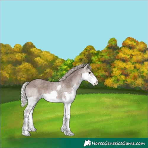 Horse Color:Silver Blue Roan Splash 