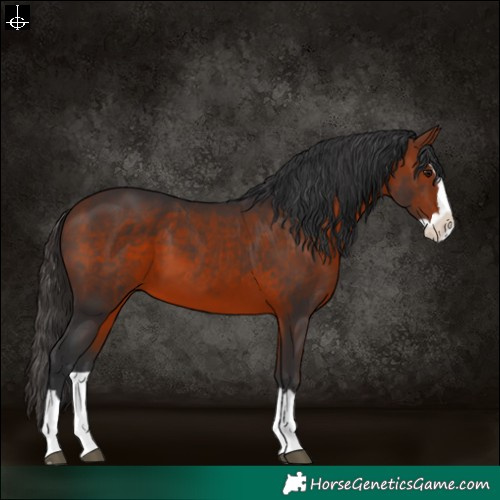 Horse Color:Bay Splash 