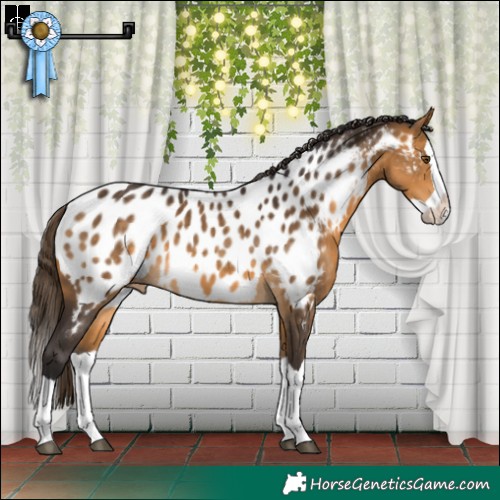 Horse Color:Buckskin Splash Appaloosa 