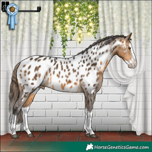 Horse Color:Buckskin Splash Blanket 