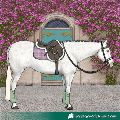 Horse Color:Palomino Appaloosa and Palomino Appaloosa