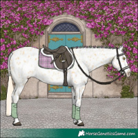 Horse Color:Palomino Appaloosa and Palomino Appaloosa