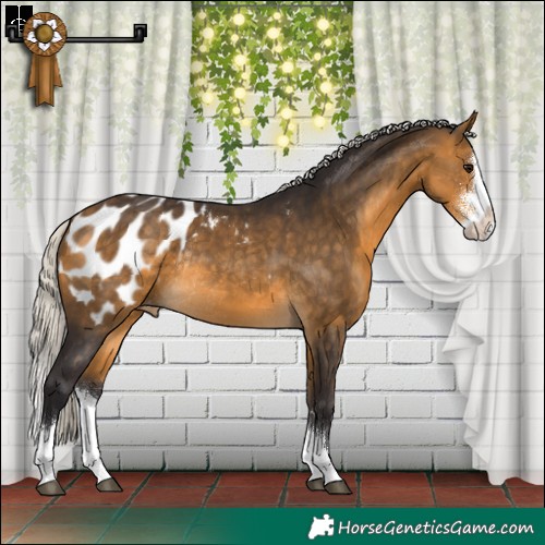 Horse Color:Silver Buckskin Sabino Splash Appaloosa Rabicano 