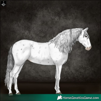 Horse Color:Black Sabino Appaloosa 