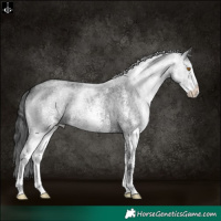 Horse Color:White Spotted Blue Roan 