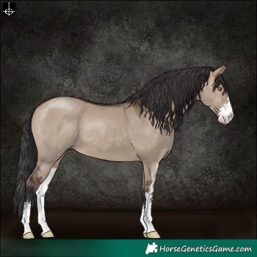 Horse Color:Brown Dun Sabino