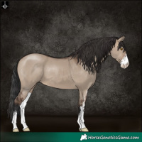 Horse Color:Brown Dun Sabino
