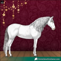 Horse Color:Bay Sabino Appaloosa