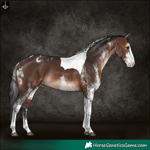 Horse Color:White Spotted Brown Tobiano Appaloosa Rabicano 