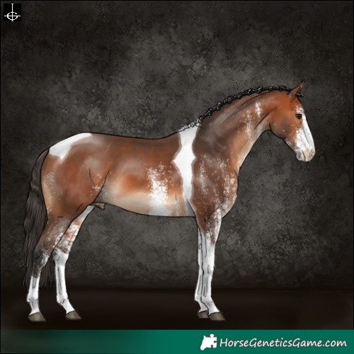 Horse Color:White Spotted Bay Tobiano 
