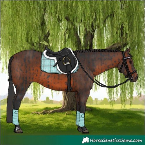 Horse Color:Black  and Brown 