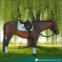 Horse Color:Black  and Brown 