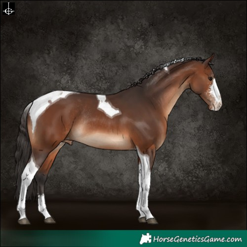 Horse Color:Brown Sabino Tobiano Appaloosa Rabicano 