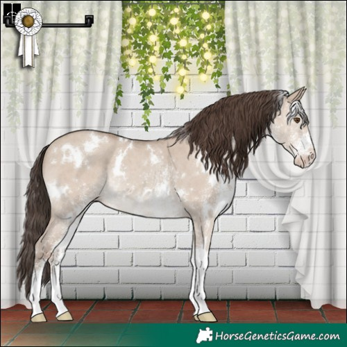 Horse Color:White Spotted Classic Champagne Dun Rabicano 