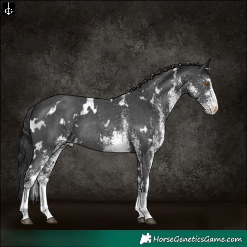 Horse Color:White Spotted Black Rabicano 
