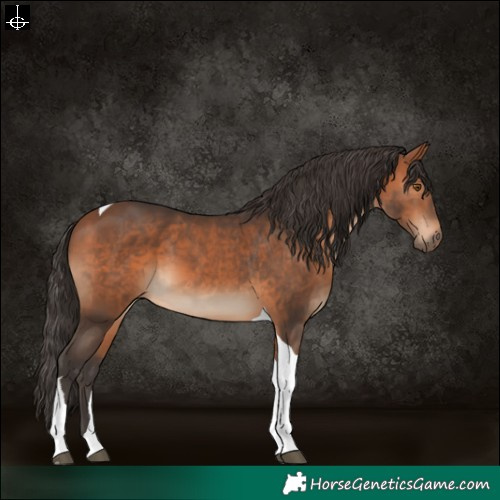 Horse Color:Bay Tobiano 