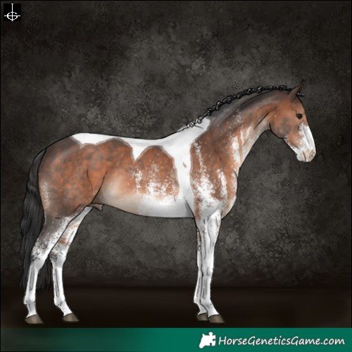 Horse Color:White Spotted Brown Tobiano Rabicano 
