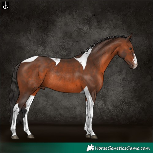 Horse Color:Brown Sabino Tobiano Rabicano 