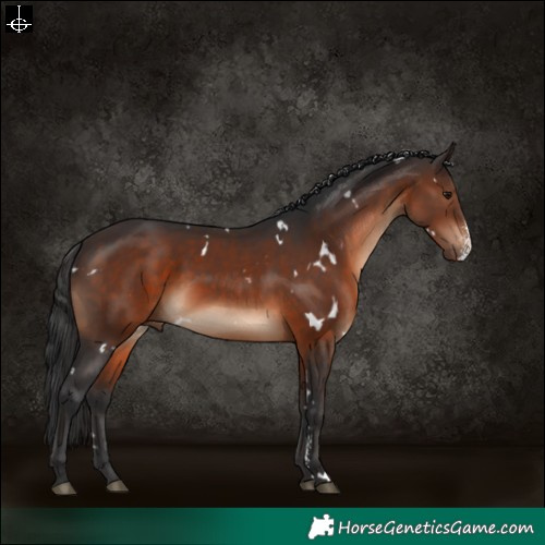 Horse Color:White Spotted Brown Sabino Rabicano 