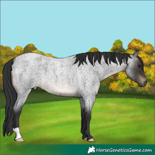 Horse Color:Brown Roan 