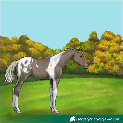 Horse Color:Silver Grullo Tobiano Blanket 