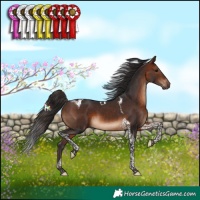 Horse Color:Brown Tobiano 