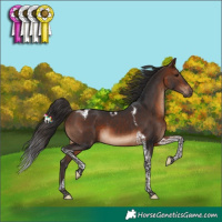 Horse Color:Brown Tobiano