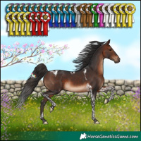 Horse Color:Brown Tobiano 