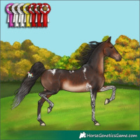 Horse Color:Brown Tobiano