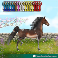 Horse Color:Brown Tobiano