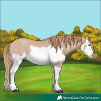 Horse Color:Red Dun Splash and Red Dun Splash Rabicano