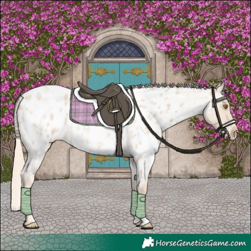 Horse Color:Palomino Roan Appaloosa