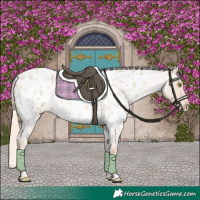 Horse Color:Palomino Roan Appaloosa