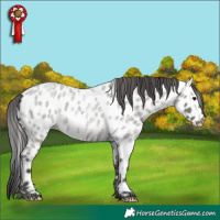 Horse Color:Grullo Roan Near Leopard 