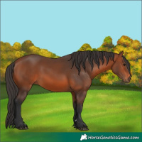 Horse Color:Bay 