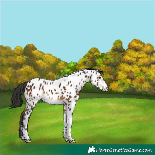 Horse Color:Brown Tobiano Near Leopard 