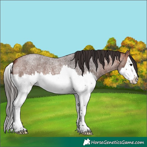 Horse Color:Bay Roan Splash 