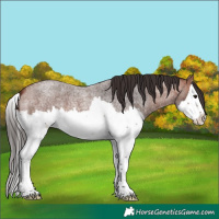 Horse Color:Bay Roan Splash 