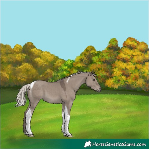 Horse Color:Silver Grullo Tobiano 