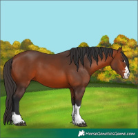 Horse Color:Bay 