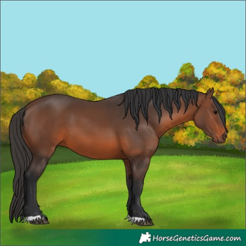 Horse Color:Brown 