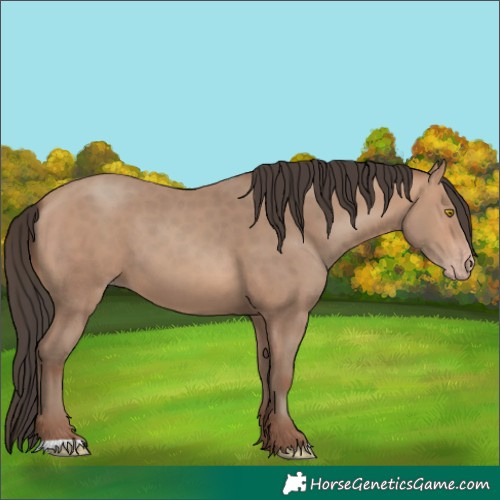 Horse Color:Sable Champagne 