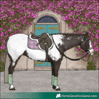 Horse Color:Liver Chestnut Frame Appaloosa