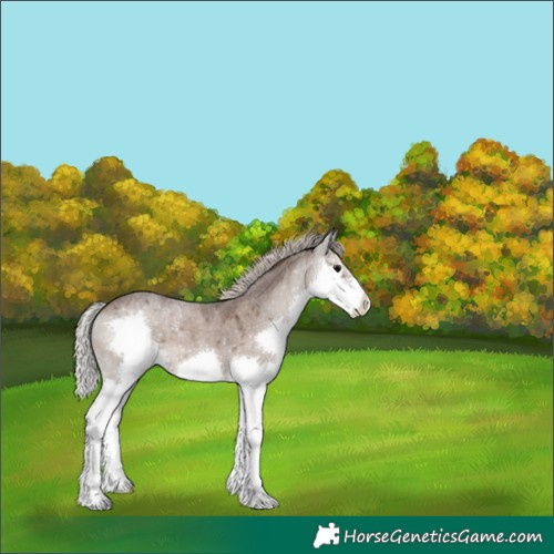Horse Color:Silver Grullo Roan Splash 