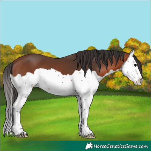 Horse Color:Bay Splash 