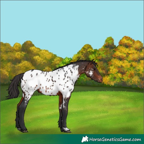 Horse Color:Brown Near Leopard 